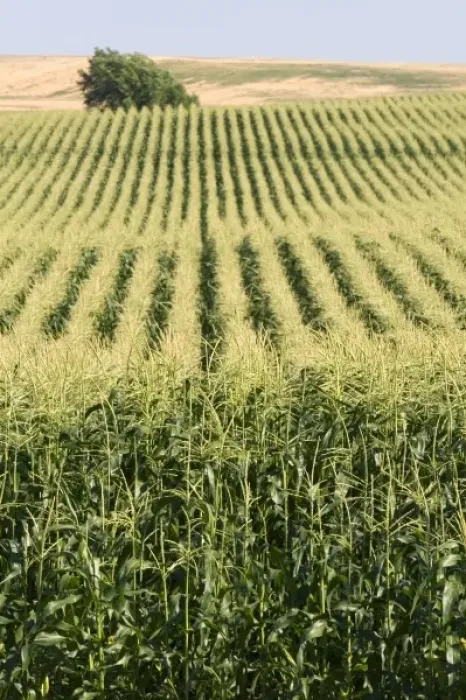 Framed Print : Crop of corn near Pasco, Washington Framed Print : Crop of corn near Pasco, Washington