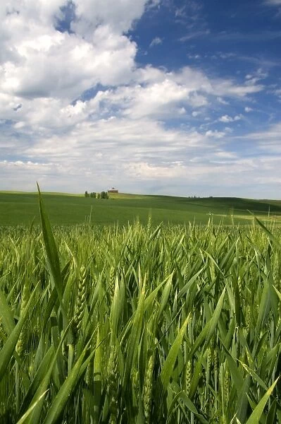 Crop of green wheat near Nezperce, Idaho