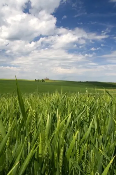 Framed Print : Crop of green wheat near Nezperce, Idaho
