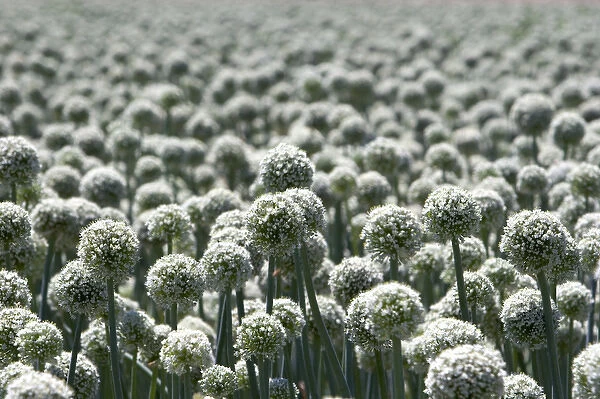 A crop of onions with seed heads in Canyon County, Idaho