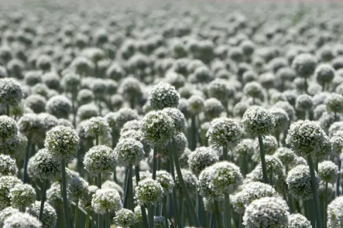 Framed Print : A crop of onions with seed heads in Canyon County, Idaho