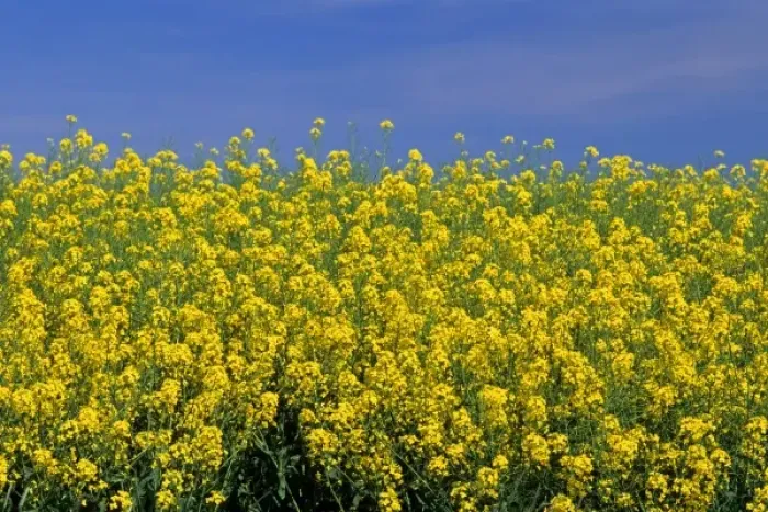 Framed Print : Crop of rapeseed / canola in Grangeville, Idaho Framed Print : Crop of rapeseed / canola in Grangeville, Idaho
