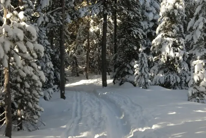 Framed Print : Cross-Country Ski Trail Through Woods, Bend, Oregon Framed Print : Cross-Country Ski Trail Through Woods, Bend, Oregon