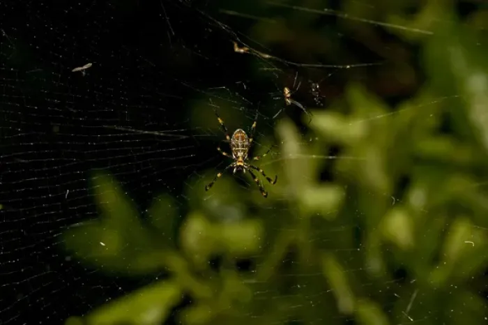 Framed Print : Cross Orb Spider Argiope sp. Sydney, Australia