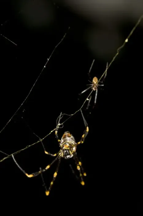 Framed Print : Cross Orb Spider Argiope sp. Sydney, Australia Framed Print : Cross Orb Spider Argiope sp. Sydney, Australia