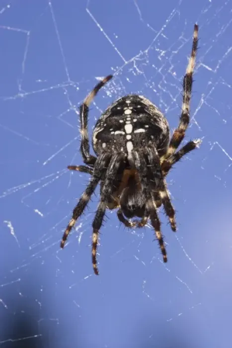 Framed Print : A Cross Spider (Araneus diadematus) Framed Print : A Cross Spider (Araneus diadematus)