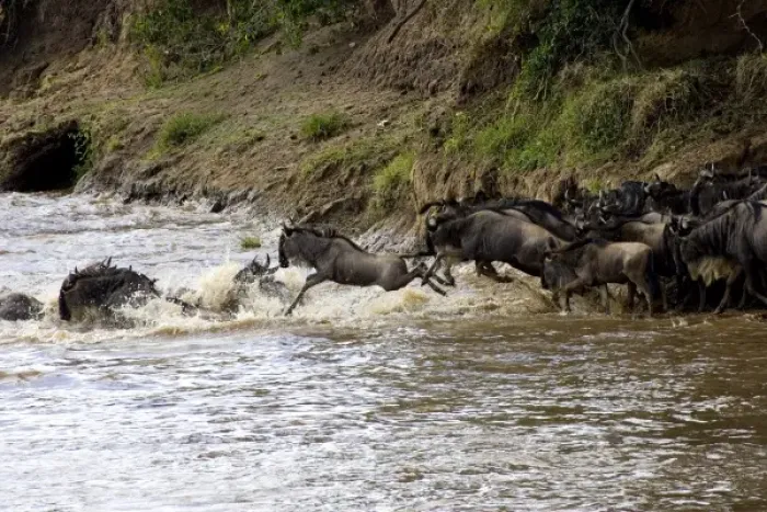 Framed Print : Crossing of the Mara River by Zebras and Wildebeest, migrating in the Msai Mara Kenya Framed Print : Crossing of the Mara River by Zebras and Wildebeest, migrating in the Msai Mara Kenya