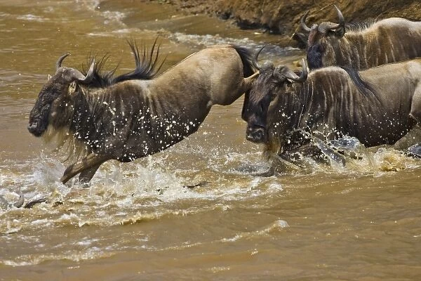 Crossing of the Mara River by Zebras and Wildebeest, migrating in the Msai Mara Kenya