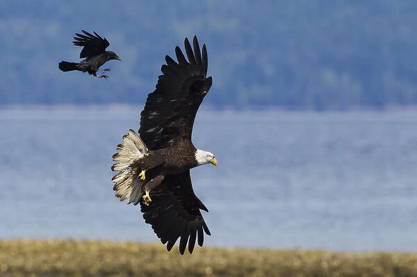 Crow attacking Bald Eagle