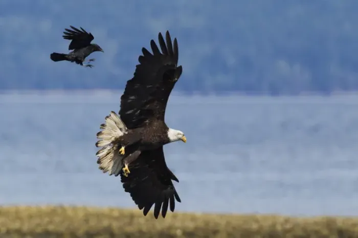 Framed Print : Crow attacking Bald Eagle Framed Print : Crow attacking Bald Eagle