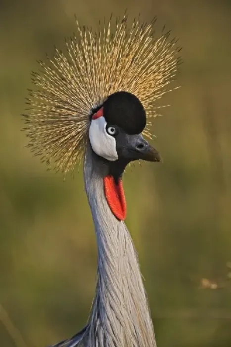 Framed Print : Crowned Crane, Masai Mara, Kenya Balearica regulorum
