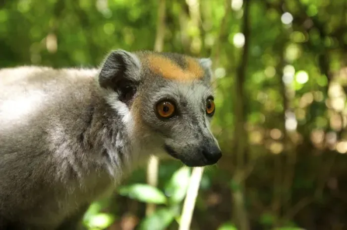 Framed Print : Crowned Lemur (Eulemur coronatus), Ankarana National Park, Northern Madagascar
