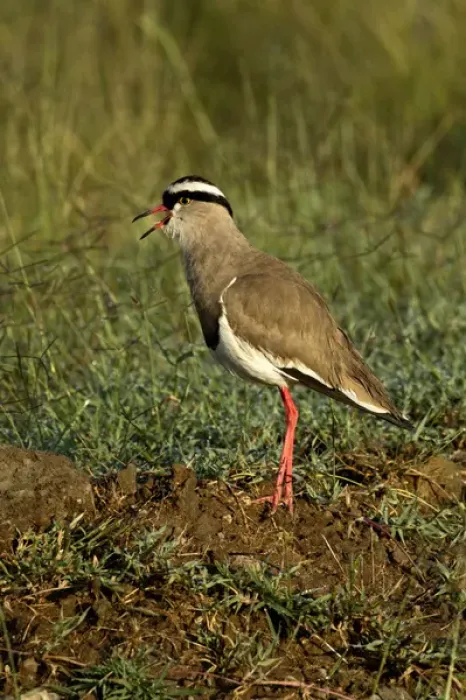 Framed Print : Crowned Plover, Lake Nakuru National Park, Kenya, Africa Framed Print : Crowned Plover, Lake Nakuru National Park, Kenya, Africa