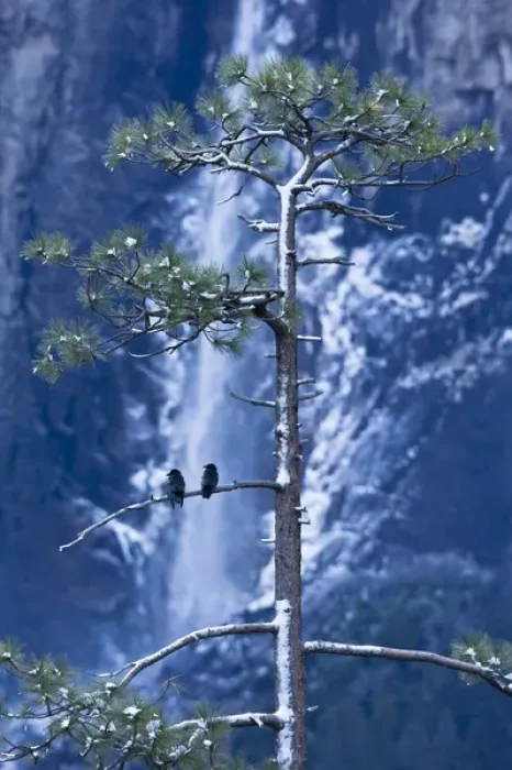 Framed Print : Crows (Corvidae corvus) in front of Bridalveil Fall, Yosemite