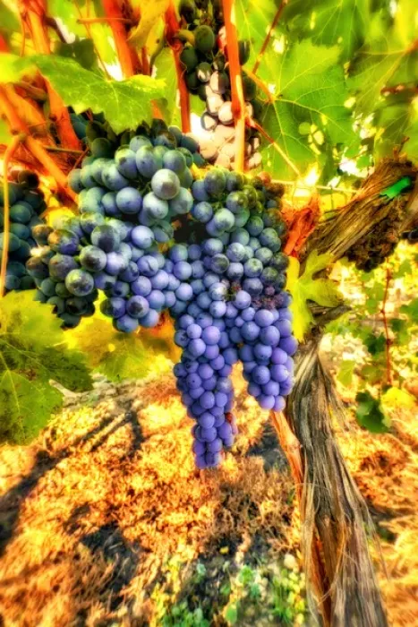 Framed Print : Crush at Teft Cellars in the Rattlesnake Hills AVA in the Yakima Valley Framed Print : Crush at Teft Cellars in the Rattlesnake Hills AVA in the Yakima Valley