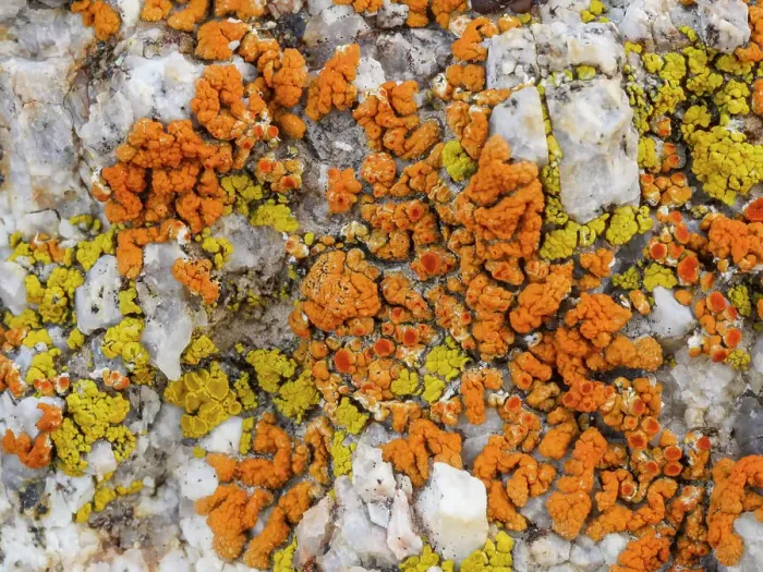 Framed Print : Crustose lichen on rocks in Alabama Hills and Mount Whitney area, Lone Pine, California Framed Print : Crustose lichen on rocks in Alabama Hills and Mount Whitney area, Lone Pine, California