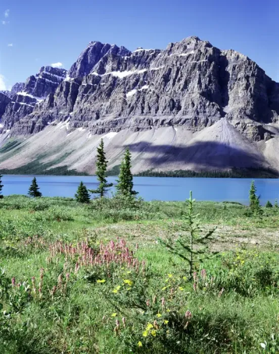 Framed Print : CTF-0454. Banff National Park, Mountain wildflowers around Bow Lake