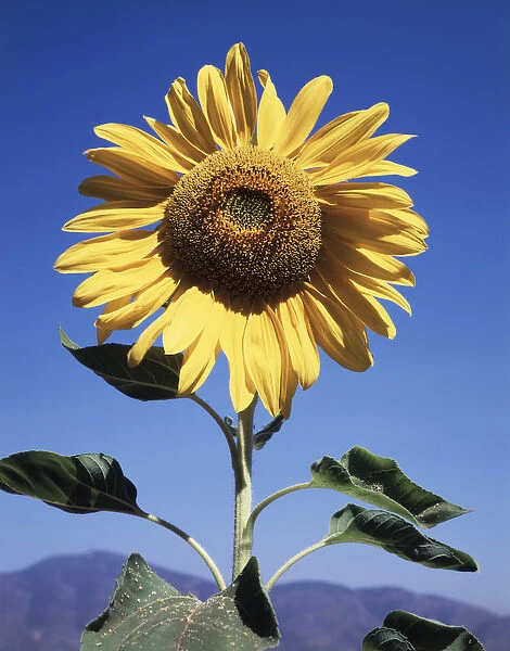 CTF-0461. California, A Mammoth Sunflower (Helianthus) in Spring Valley