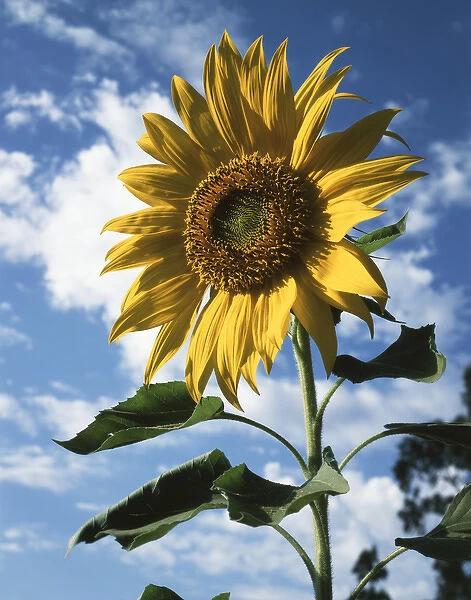 CTF-0462. California, A Mammoth Sunflower (Helianthus) in Spring Valley