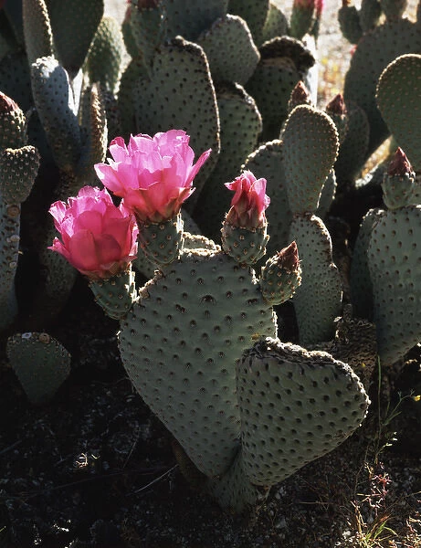 CTF-0477. California, Anza Borrego Desert State Park, Beavertail Cactus flowers 
