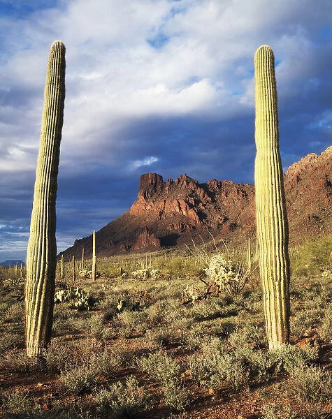 CTF-0504. USA, Arizona, Saguaro Cacti in Organ Pipe Cactus National Monument