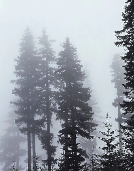 CTF-0577. An old growth forest in the fog. (Large format sizes available)