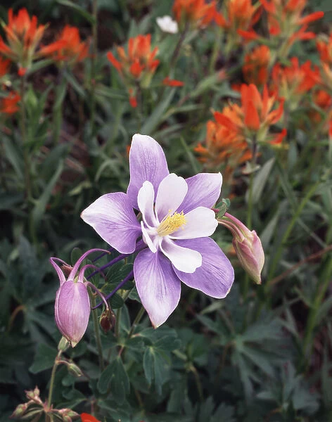 CTF-0635. USA, Colorado, Columbine Wildflower in Yankee Boy Basin in the Rocky Mountains