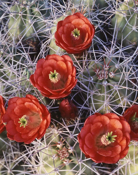 CTF-0746. California, Joshua Tree National Park, Claret Cup Cactus wildflowers 