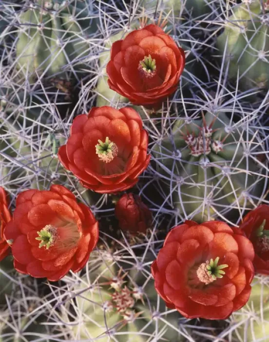 Framed Print : CTF-0746. California, Joshua Tree National Park, Claret Cup Cactus wildflowers Framed Print : CTF-0746. California, Joshua Tree National Park, Claret Cup Cactus wildflowers