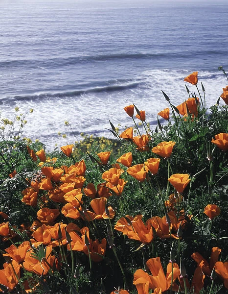 CTF-0826. California, Big Sur Coast, California Poppy Wildflowers 