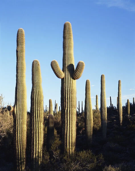 CTF-0846. Saguaro Cactus (Carnegiea gigantea) in the Sonoran Desert