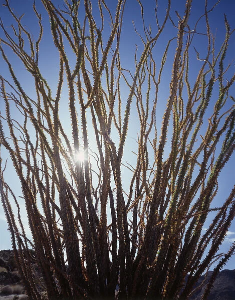 CTF-1005. The sun shines through an Ocotillo (Fouquieria splendens) in the Colorado Desert