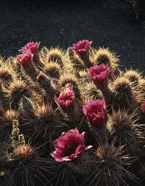 CTF-1009. Calico cactus (Echinocereus engelmannii) flowers