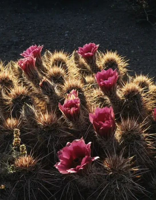 Framed Print : CTF-1009. Calico cactus (Echinocereus engelmannii) flowers
