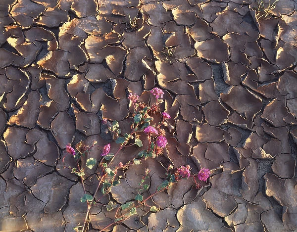 CTF-1040. California, Anza Borrego Desert State Park, Patterns of cracked mud