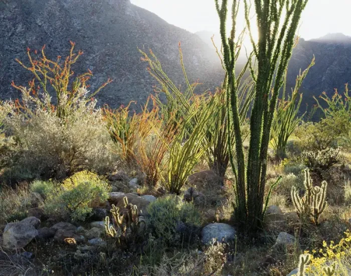 Framed Print : CTF-105. California, Anza Borrego Desert State Park