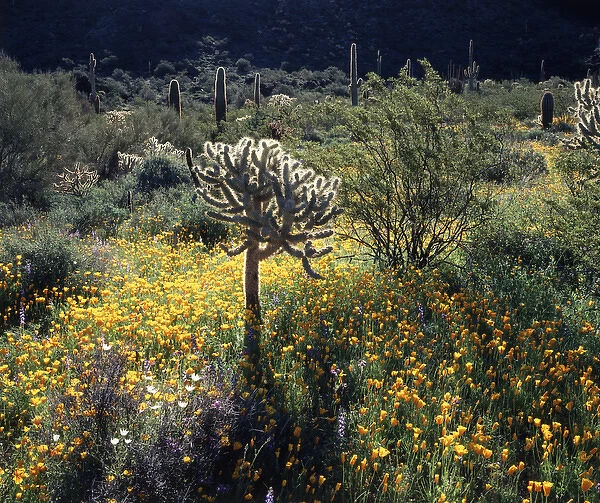 CTF-1053. Organ Pipe Cactus National Monument, California Poppy 