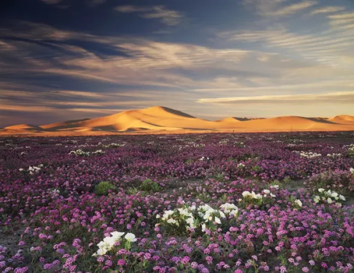 Framed Print : CTF-1082. California, Sand Verbena Wildflowers Framed Print : CTF-1082. California, Sand Verbena Wildflowers