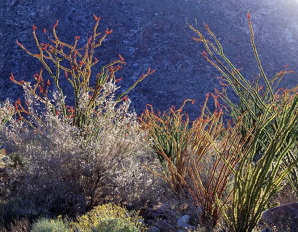 CTF-109. California, Anza Borrego Desert State Park, Backlit blooming Ocotillos 