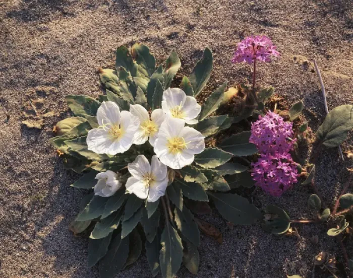 Framed Print : CTF-1159. California, Anza Borrego Desert State Park, Dune Evening Primrose 