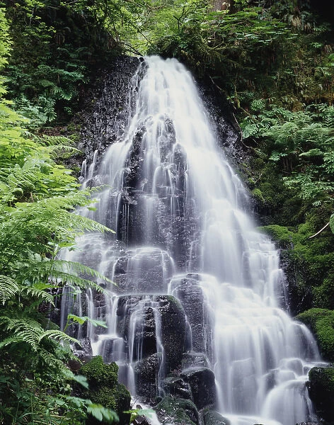 CTF-264. USA, Oregon, A Waterfall amongst ferns