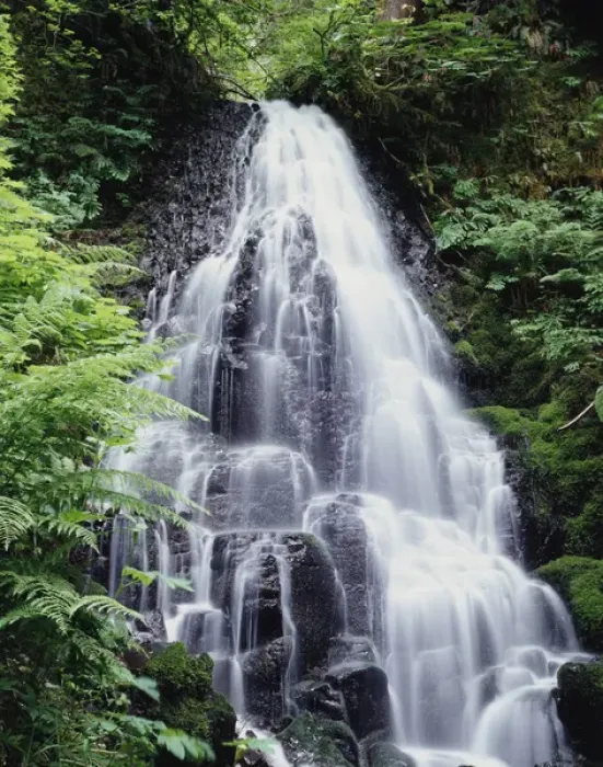Framed Print : CTF-264. USA, Oregon, A Waterfall amongst ferns Framed Print : CTF-264. USA, Oregon, A Waterfall amongst ferns