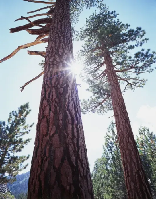 Framed Print : CTF-318. USA, California. Old-growth Ponderosa Pine trees in the High Sierra Framed Print : CTF-318. USA, California. Old-growth Ponderosa Pine trees in the High Sierra