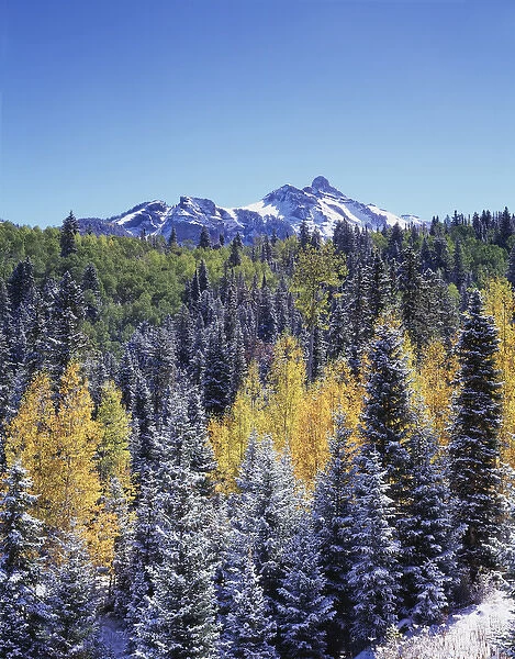 CTF-322. Colorado, San Juan Mountains, First snow and autumn colors of aspen trees 