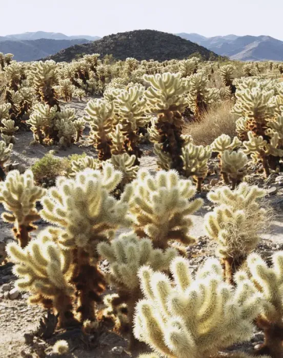 Framed Print : CTF-378. USA, California, Joshua Tree National Park
