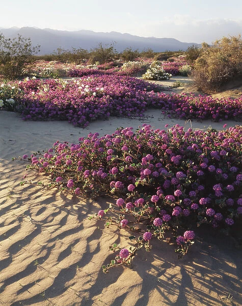 CTF-390. California, Anza Borrego Desert State Park, Sand Verbena Wildflowers 