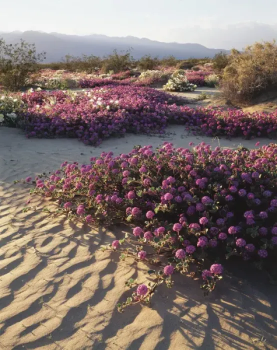 Framed Print : CTF-390. California, Anza Borrego Desert State Park, Sand Verbena Wildflowers 