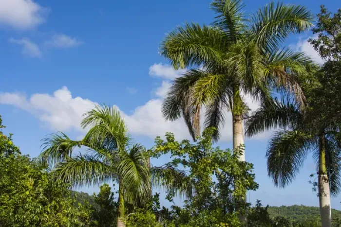 Framed Print : Cuba. Artemisa. Las Terrazas. UNESCO Biosphere Preserve and eco-community in Framed Print : Cuba. Artemisa. Las Terrazas. UNESCO Biosphere Preserve and eco-community in