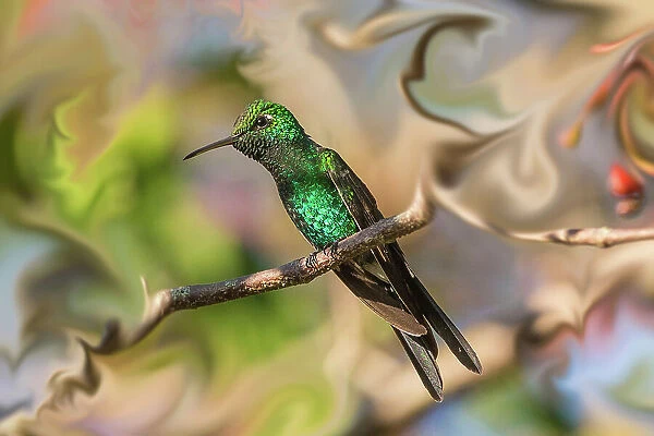 Cuba. An artistic rendering of a bee hummingbird