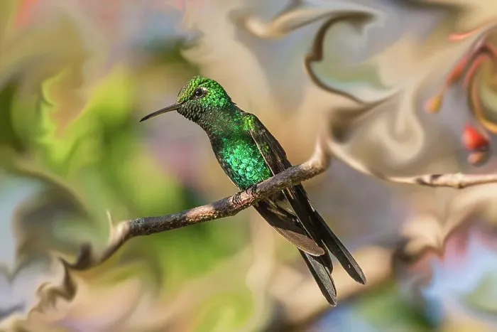 Framed Print : Cuba. An artistic rendering of a bee hummingbird Framed Print : Cuba. An artistic rendering of a bee hummingbird